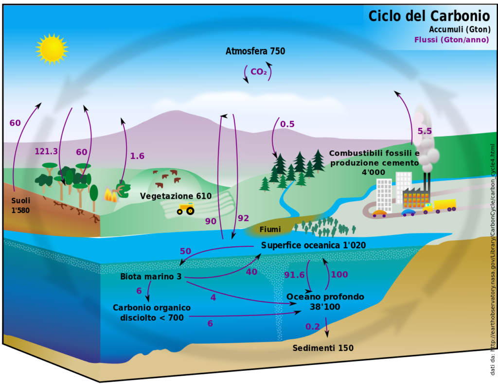 Ciclo biogeochimico del carbonio